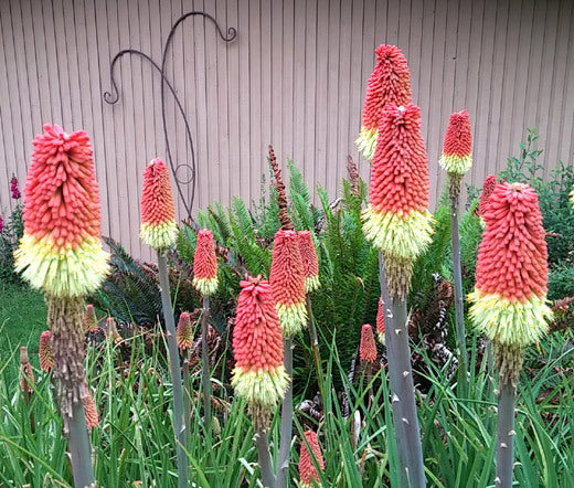 Kniphofia uvaria 'Grandiflora'