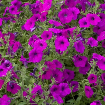 Petunia axilaris 15 stück