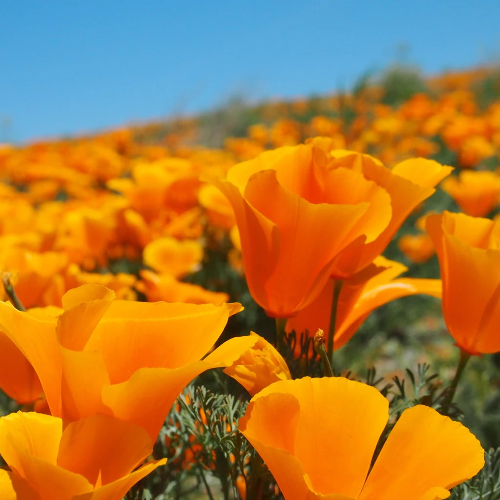 Kalifornischer Mohn (Eschscholzia Californica Golden West)  20 stück