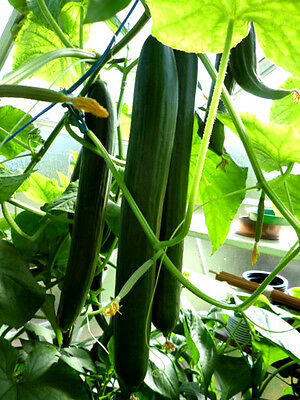 Schlangengurke-Salatgurke samen-Chinese-Slangen-15-stuck-Cucumis-sativus 25 stück