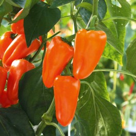 Mini Snack Paprika (Saatplatte) Capsicum annuuum L. 20 stück