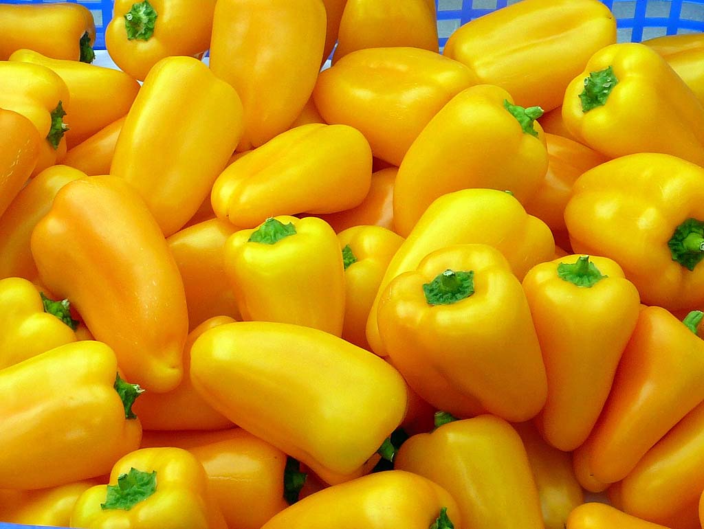 Mini Snack Paprika (Saatplatte) Capsicum annuuum L. 20 stück