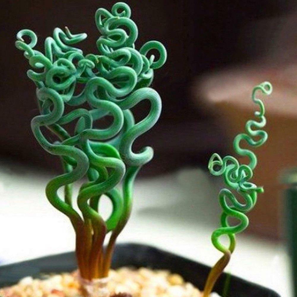 Spirale Gras Blumensamen Sukkulenten Pflanzen Grassamen 5 stück