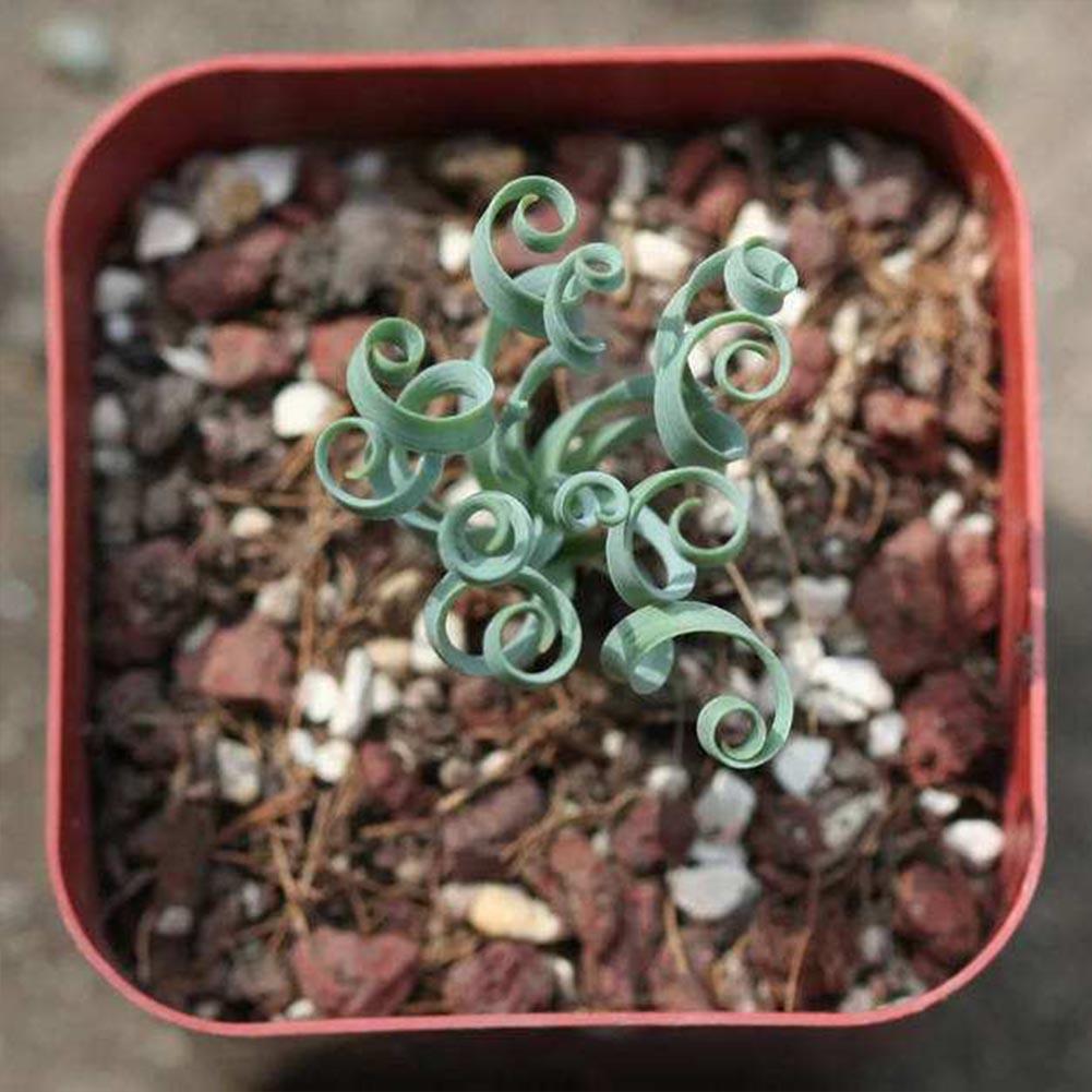 Spirale Gras Blumensamen Sukkulenten Pflanzen Grassamen 5 stück