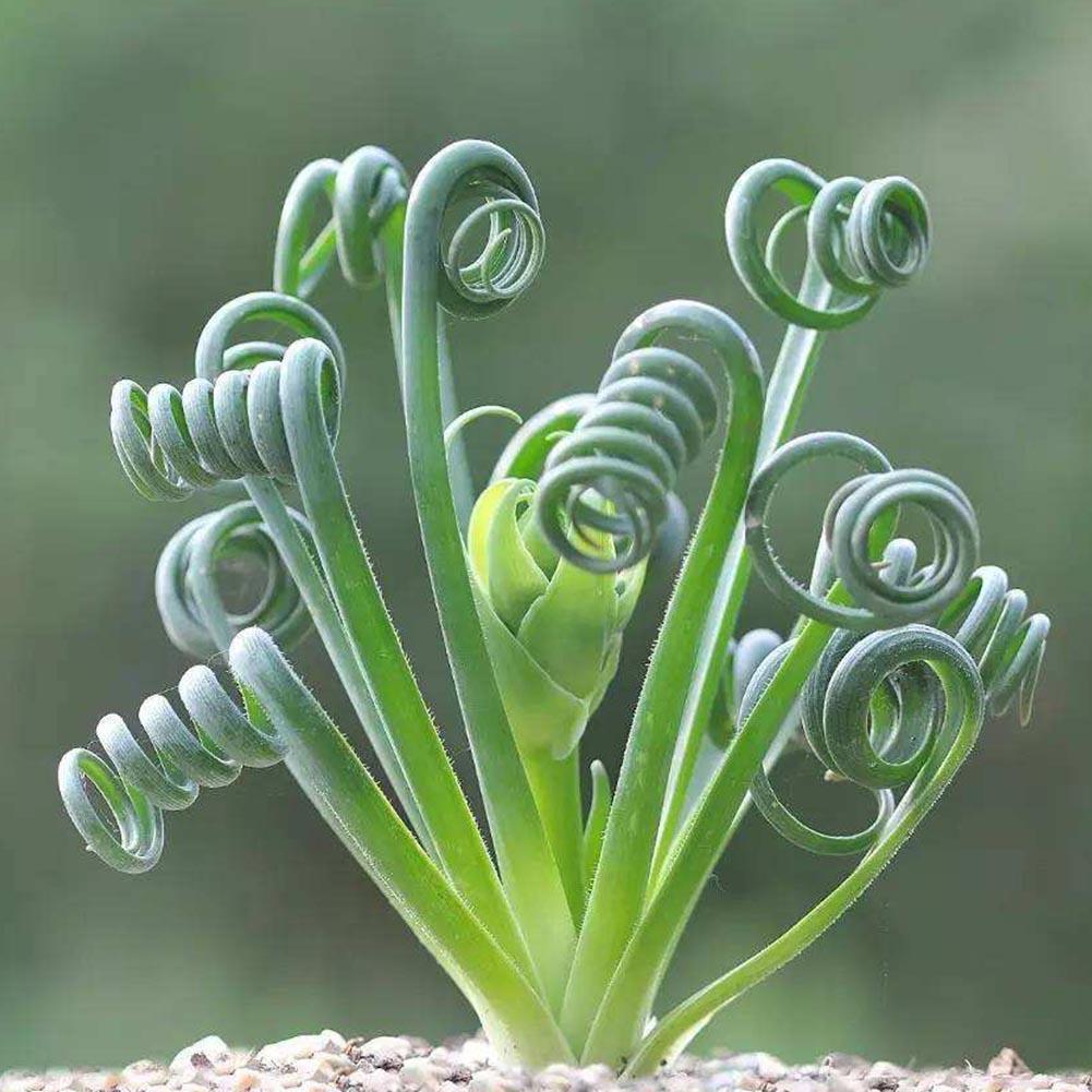 Spirale Gras Blumensamen Sukkulenten Pflanzen Grassamen 5 stück