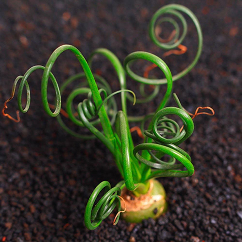 Spirale Gras Blumensamen Sukkulenten Pflanzen Grassamen 5 stück
