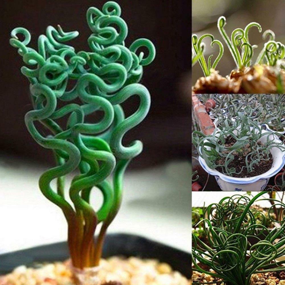 Spirale Gras Blumensamen Sukkulenten Pflanzen Grassamen 5 stück