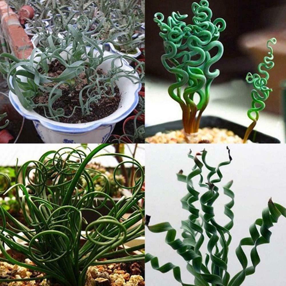 Spirale Gras Blumensamen Sukkulenten Pflanzen Grassamen 5 stück