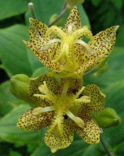Japanische Krötenlilie (Tricyrtis hirta), tolle gesprenkelte Blüten 15 stück
