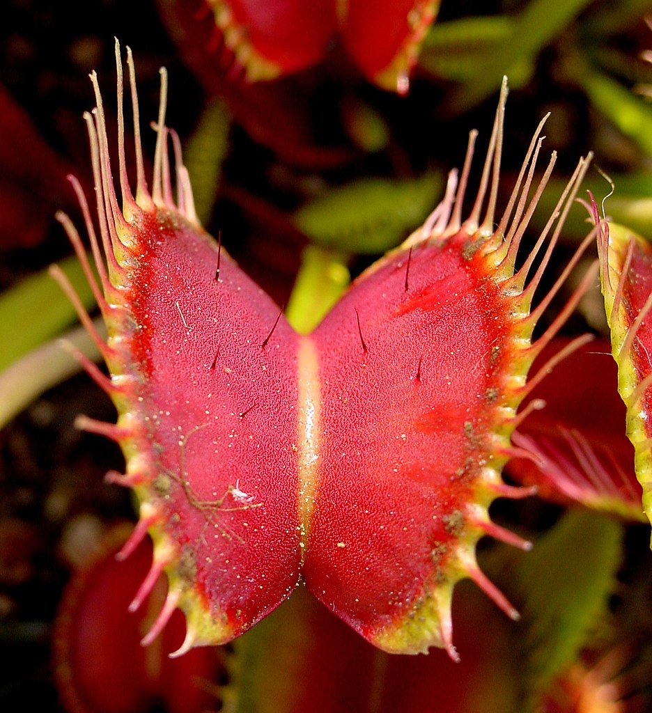 Dionaea muscipula 10 stück
