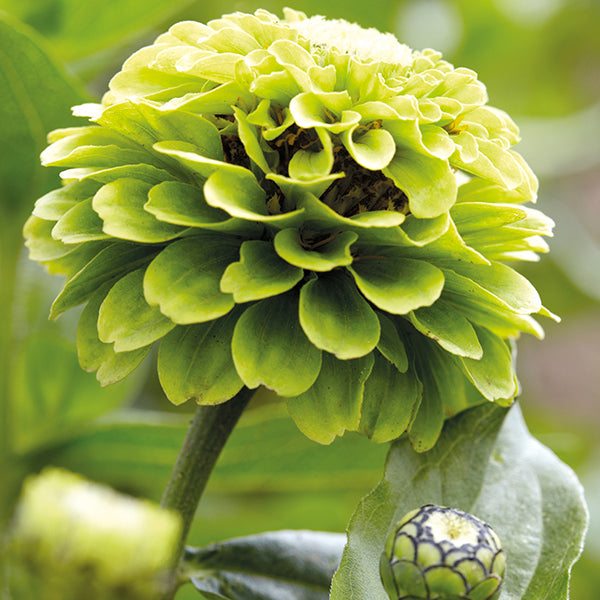 ZINNIA ENVY LIME SEEDS (Zinnia elegans) 10- stück