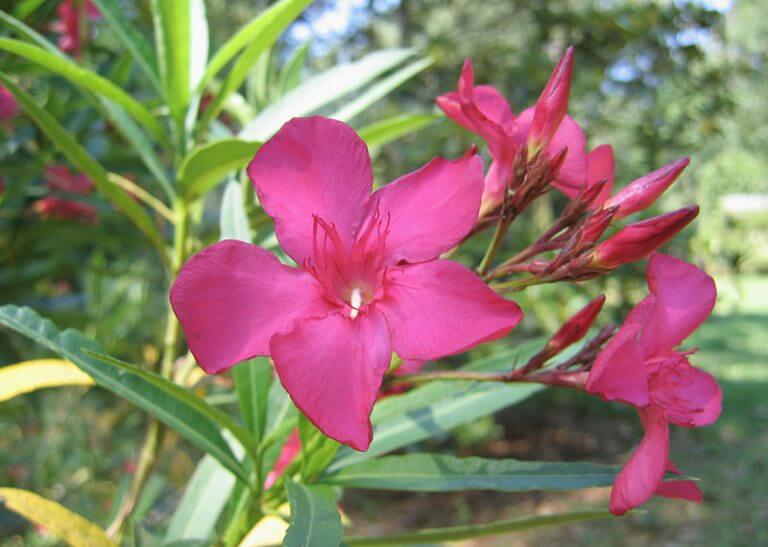 Oleander 15 stück