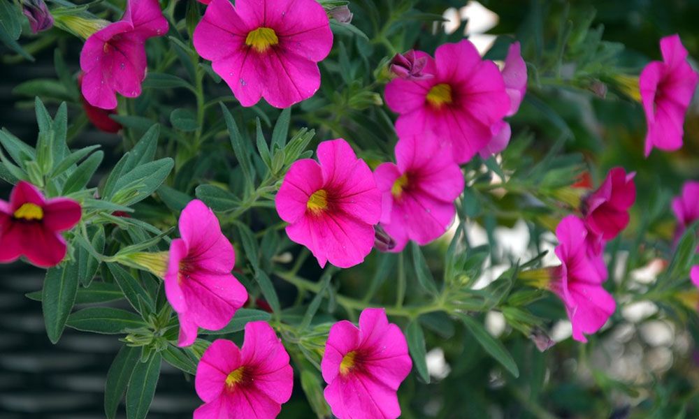 Petunia axilaris 15 stück