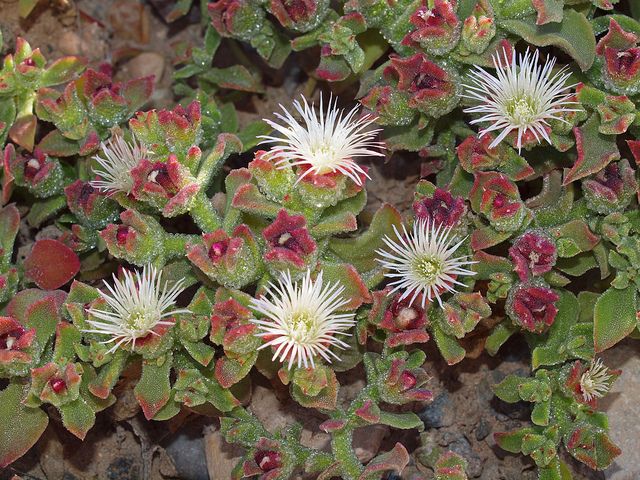 UNGEWÖHNLICH Samen Eisblume (Mesembryanthemum crystallinum) Eiskraut, essbar 15 stück