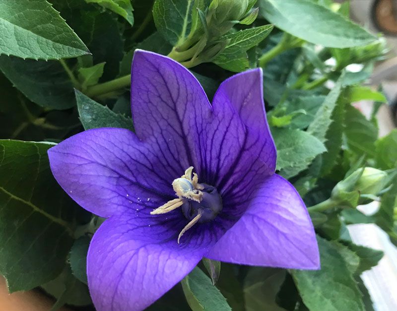 Ballonblume (Platycodon) 10 stück