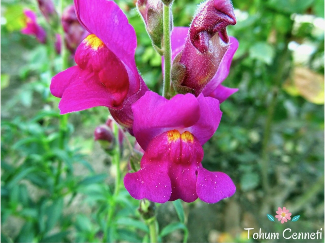 Snapdragon Antirrhinum Majus Samen mischte Farben