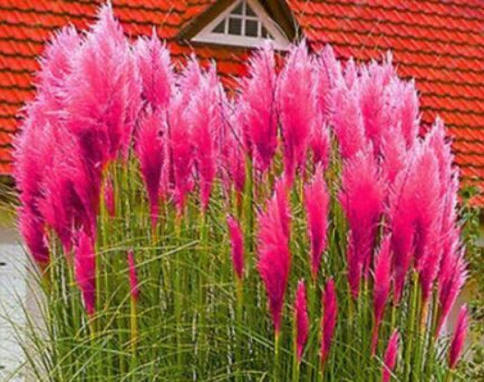 ORNAMENTAL GRASS - PAMPAS GRASS (Cortaderia selloana) 15 stück