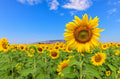 SonnenBlumen Gelbe Riesen Helianthus Annuus 2,5gr.