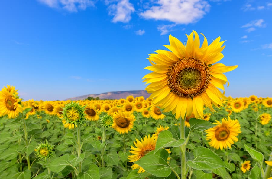 SonnenBlumen Gelbe Riesen Helianthus Annuus 2,5gr.