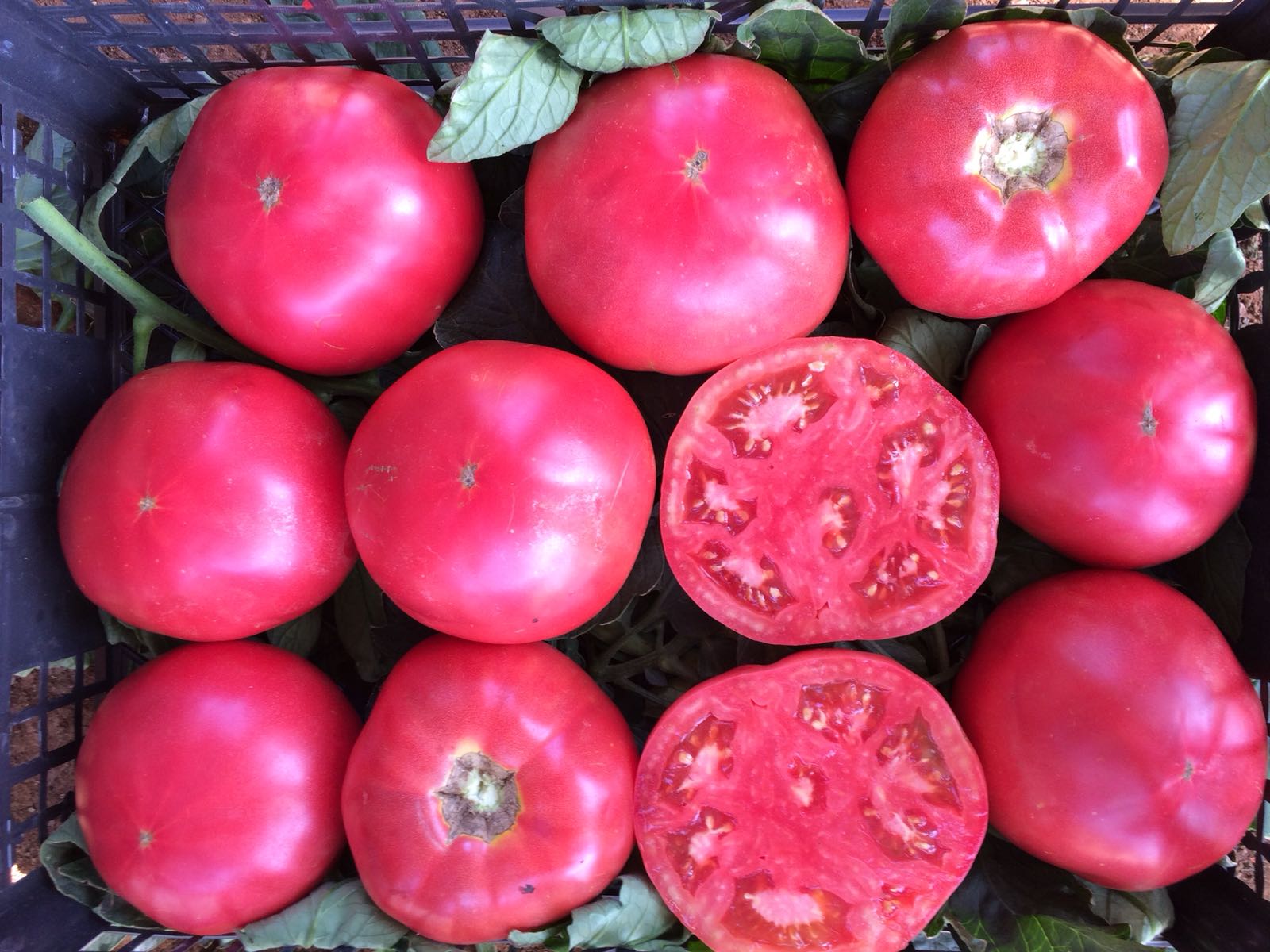 VEGETABLE PINK TOMATO - ADONIS - 15 SEEDS