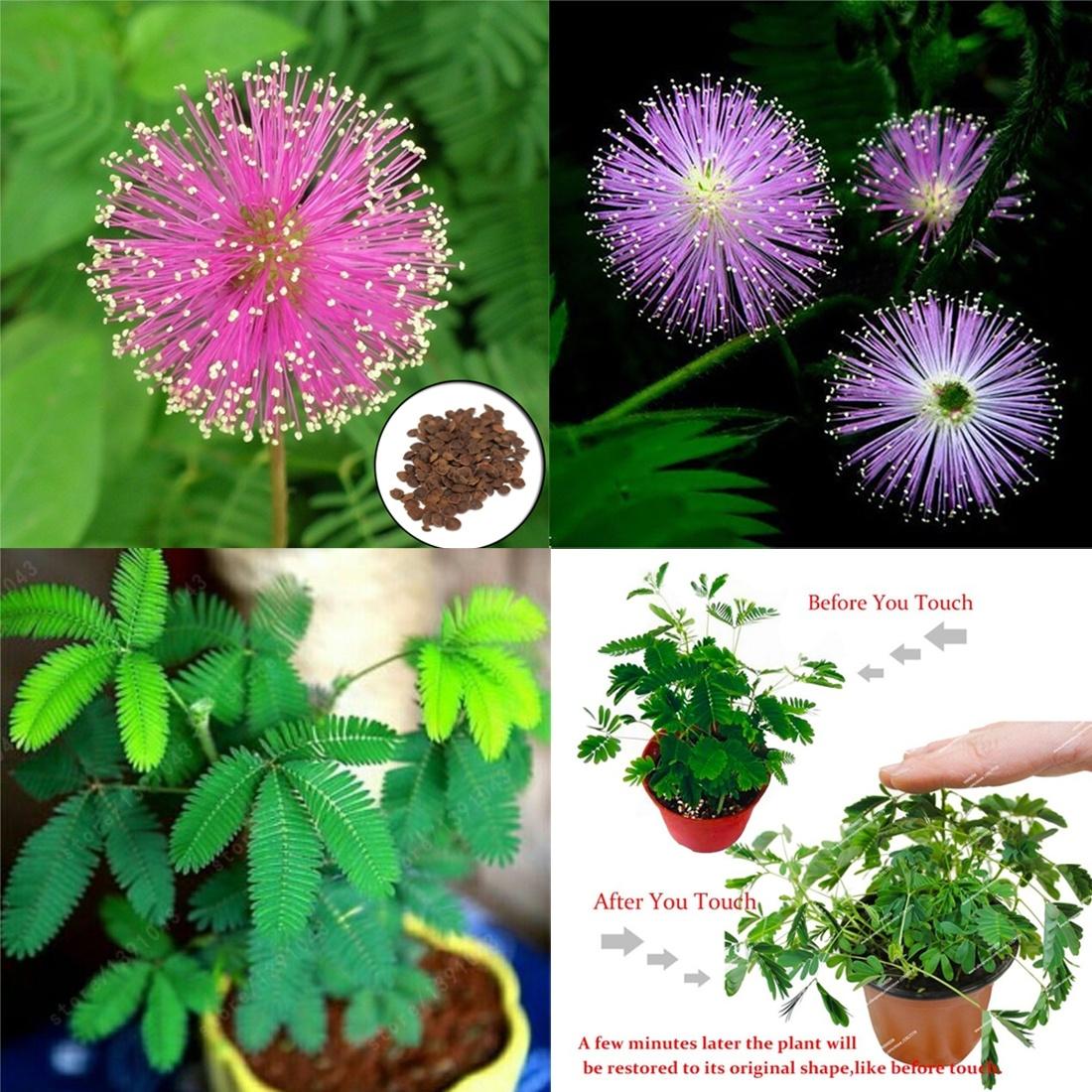 Echte Mimose (Mimosa pudica) 10 stück
