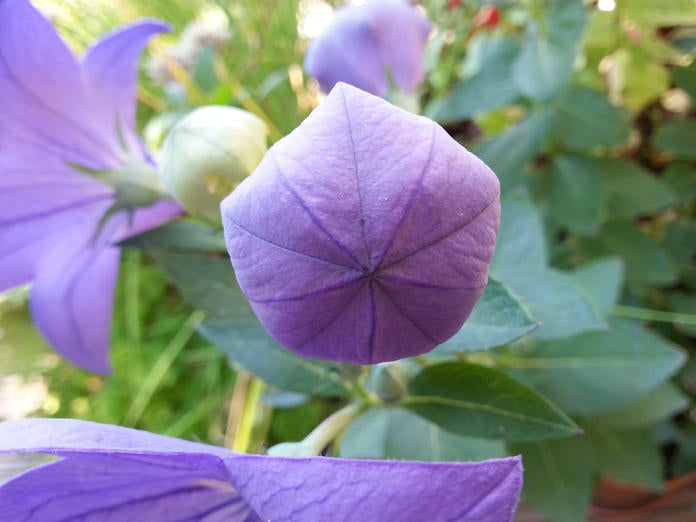Ballonblume (Platycodon) 10 stück