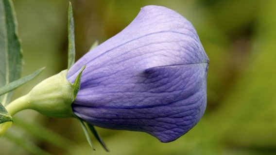 Ballonblume (Platycodon) 10 stück