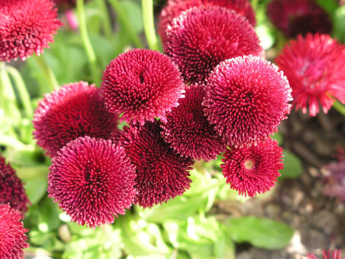 DAISY ENGLISH POMPONETTE PINK  (Bellis perennis) 15 stück