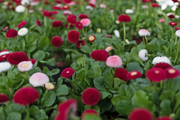 DAISY ENGLISH POMPONETTE PINK  (Bellis perennis) 15 stück