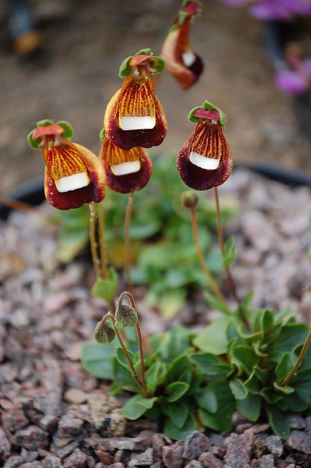 Calceolaria Uniflora Blumensamen Seltene Alpine Vegetatio