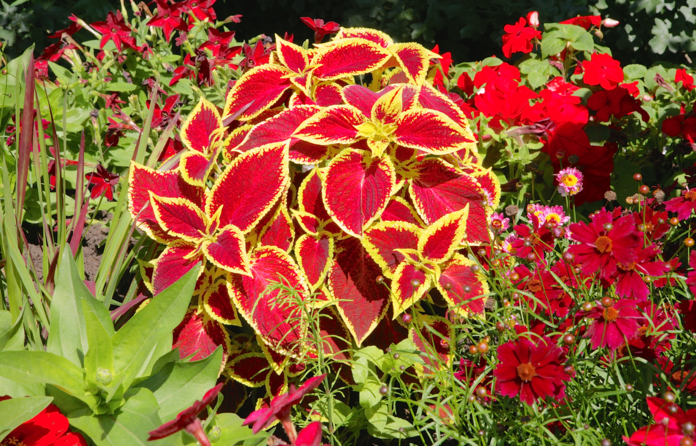 Buntnessel, Farbmix (Solenostemon scutellarioides, Coleus blumeii) 15 stück