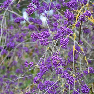 Callicarpa-americana-Beautyberry-berries