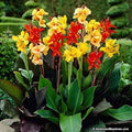 canna indica
