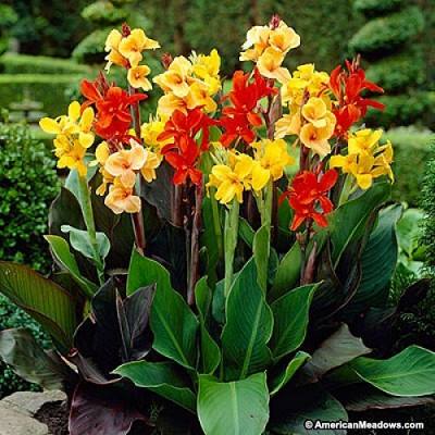 canna indica