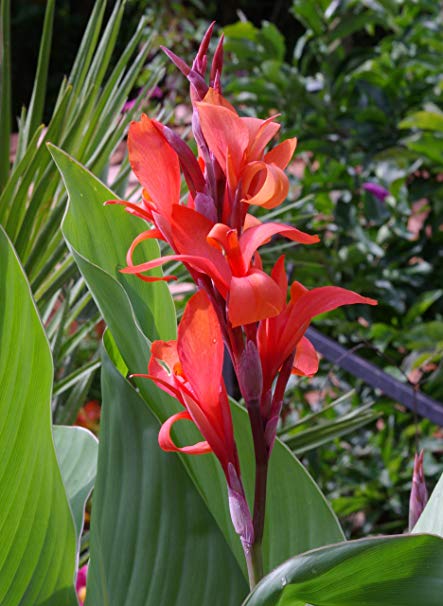 canna indica