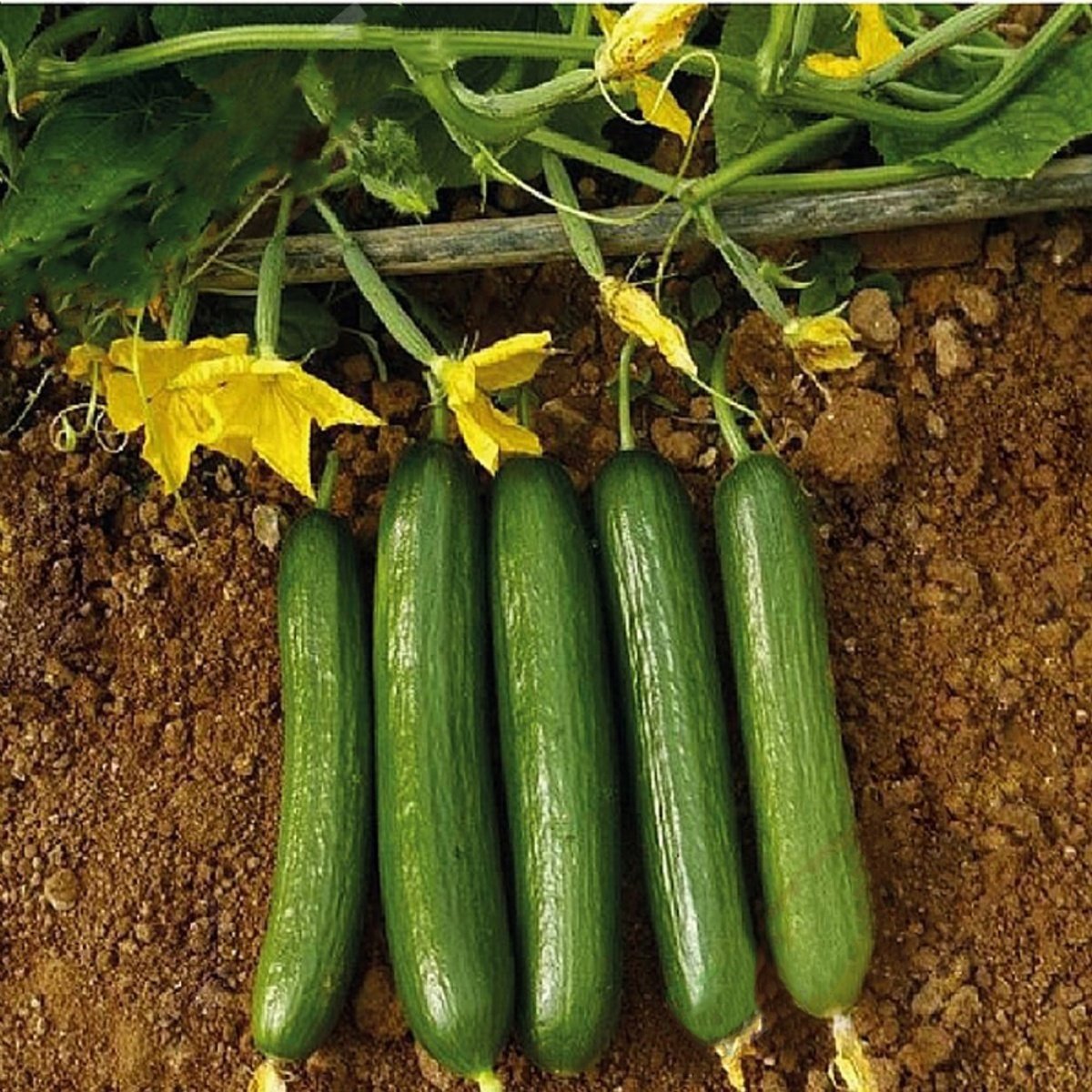 Schlangengurke-Salatgurke samen-Chinese-Slangen-15-stuck-Cucumis-sativus 25 stück