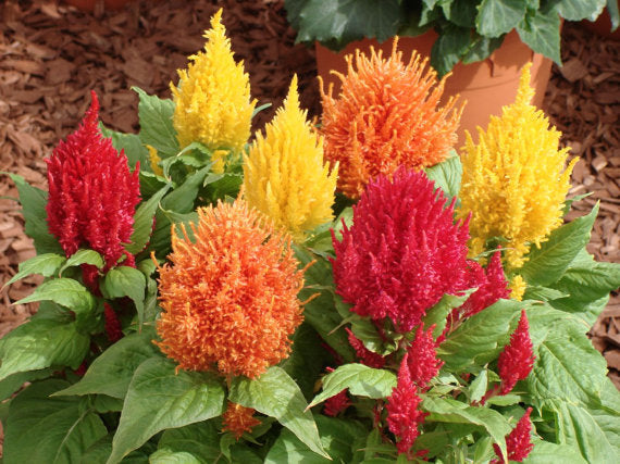 Federbusch Celosia plumosa samen 15 stück