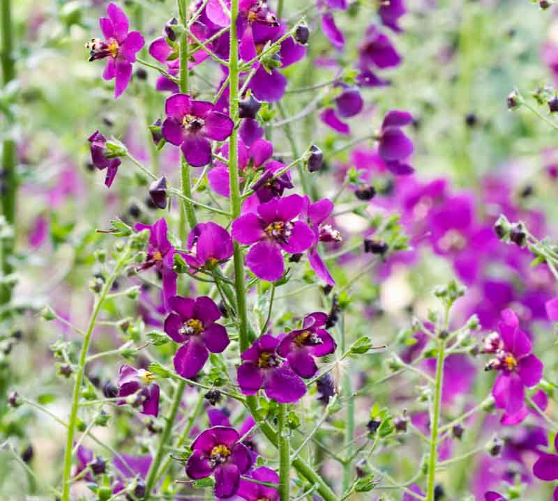 TEMPTRESS FLOWER MIX - Mullein - 3000 seeds - Verbascum phoeniceum 10 stück