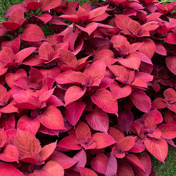 Buntnessel, Farbmix (Solenostemon scutellarioides, Coleus blumeii) 15 stück