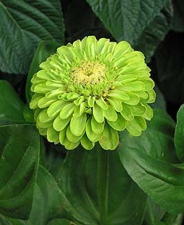 ZINNIA ENVY LIME SEEDS (Zinnia elegans) 10- stück
