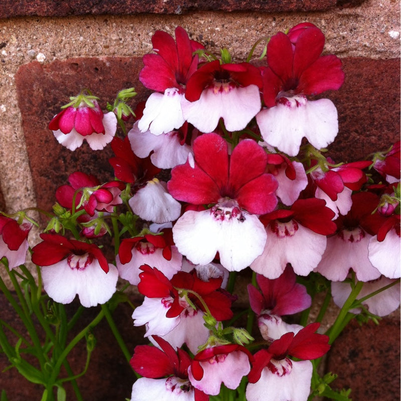 Nemesia St. George  (Nemesia strumosa) 15 stück