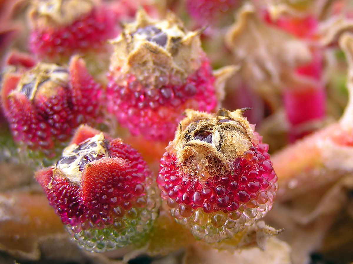UNGEWÖHNLICH Samen Eisblume (Mesembryanthemum crystallinum) Eiskraut, essbar 15 stück