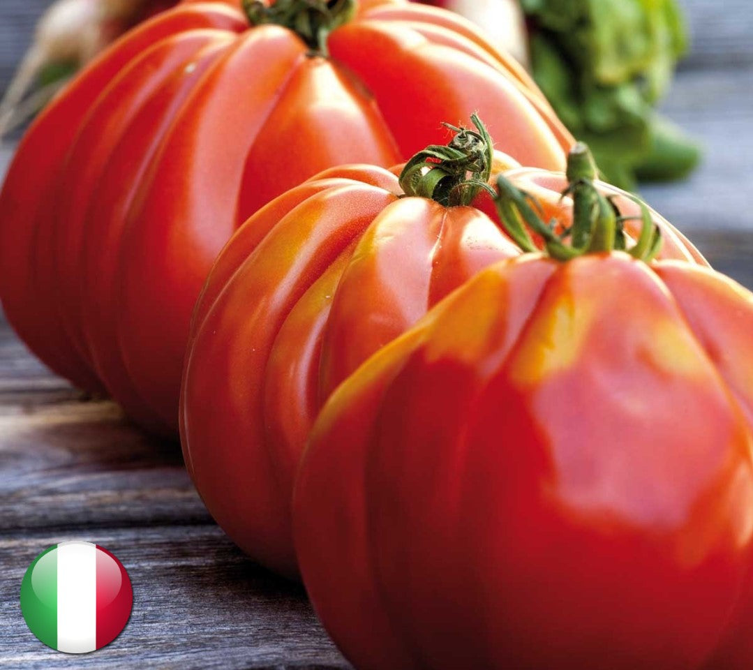 Corazon Tomate Samen 10 stück