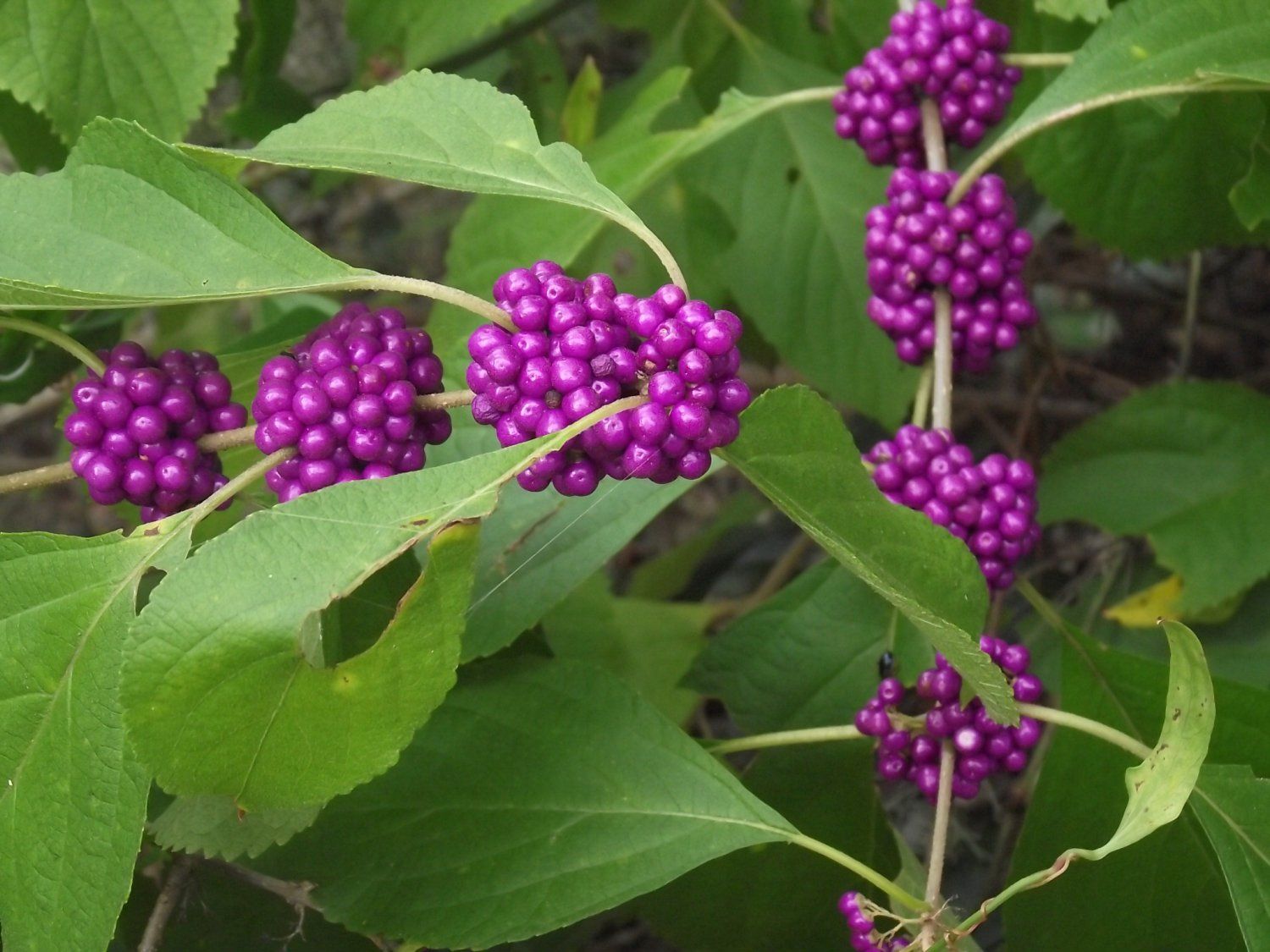 Callicarpa-americana-Beautyberry-berries