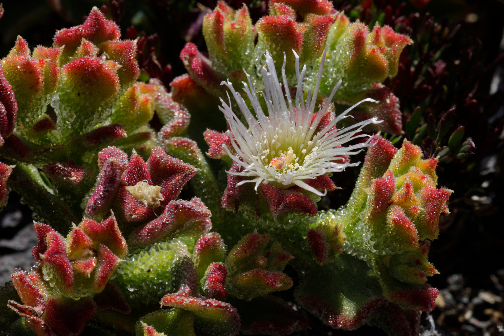 UNGEWÖHNLICH Samen Eisblume (Mesembryanthemum crystallinum) Eiskraut, essbar 15 stück