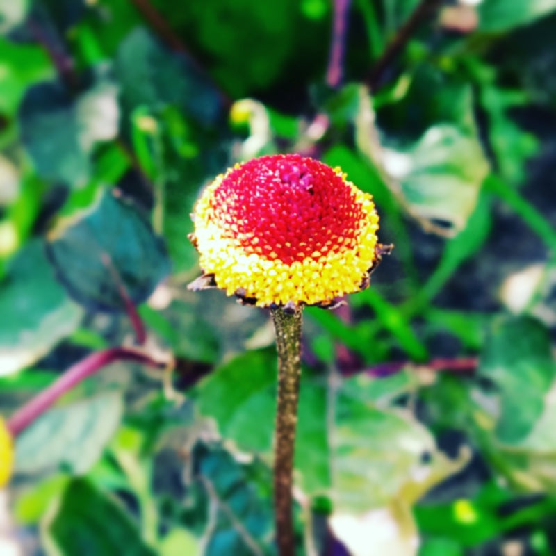 GESCHMACKSERLEBNIS, Samen Parakresse, Husarenkopf, Jambu (Acmella oleracea) 15 stück