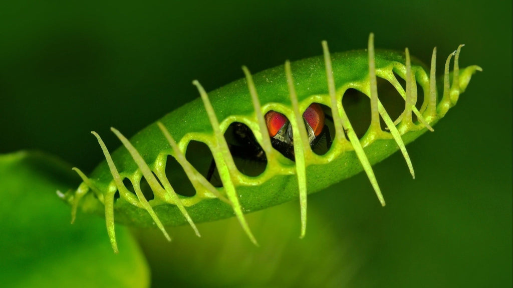 Dionaea muscipula 10 stück