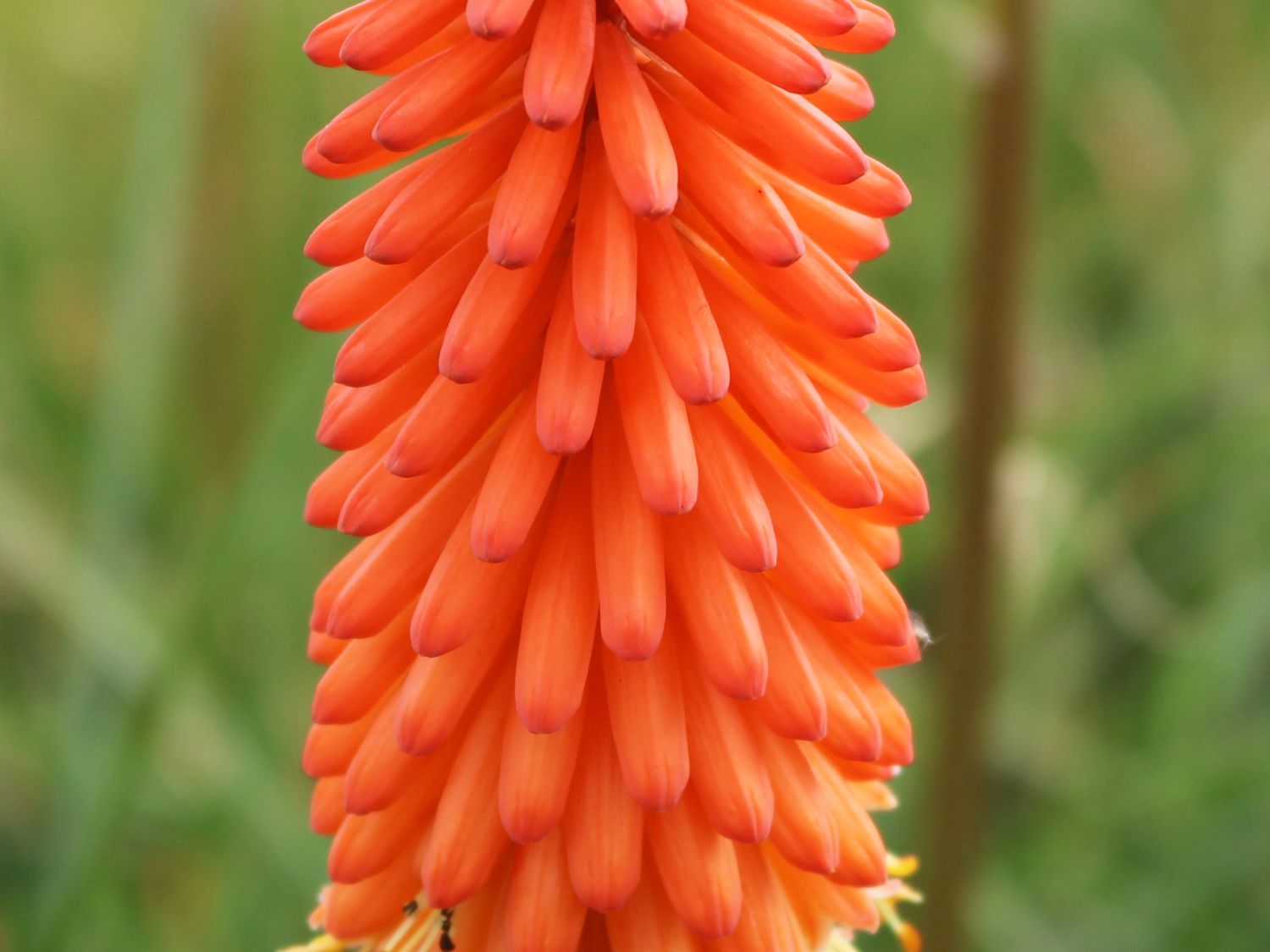 Kniphofia uvaria 'Grandiflora'