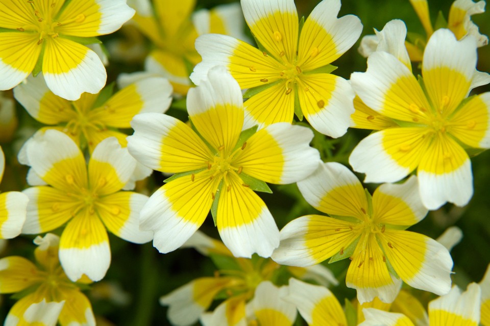 POACHED EGG PLANT SEEDS (Limnanthes douglasii)