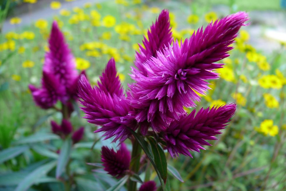 Federbusch Celosia plumosa samen 15 stück